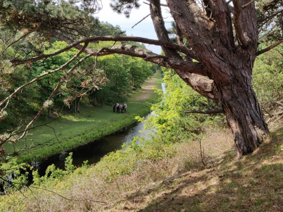 Wandelen in Renkum