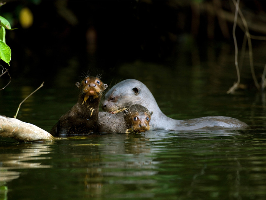 Reuzenotters in de Amazone