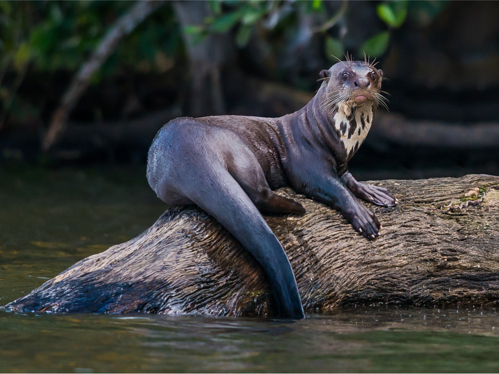 Reuzenotter Peru