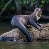 Afbeelding voor Dieren in Peru