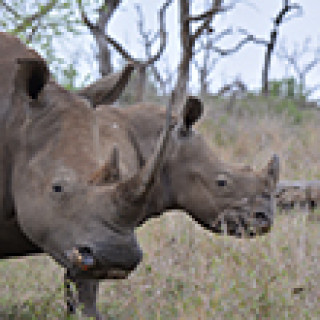 Afbeelding voor Rivoni Travel - Kleinschalig Zuid-Afrika