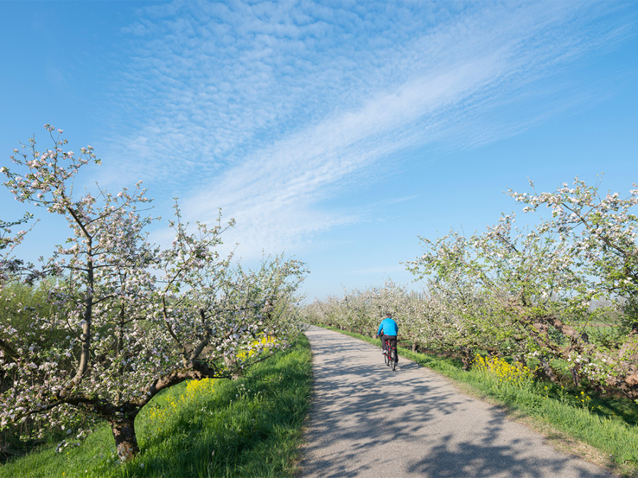 Roadtrip door de Betuwe