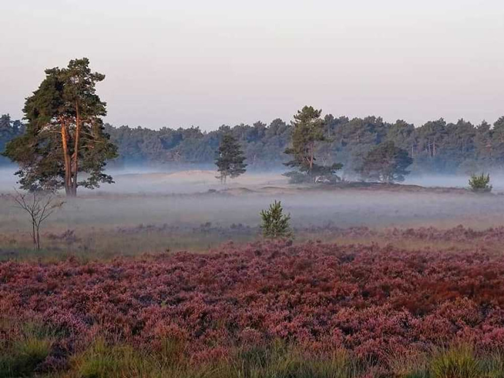 Mistig landschap