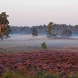 Afbeelding voor Loonse en Drunense Duinen