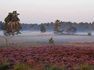 Afbeelding voor Loonse en Drunense Duinen