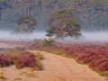 Mist
