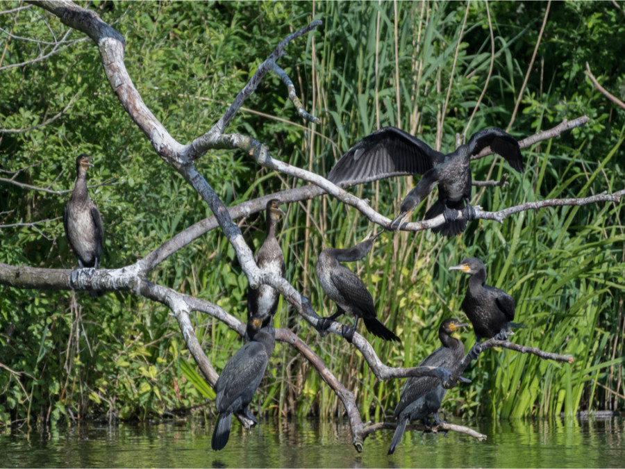 Natuur bij Rotterdam