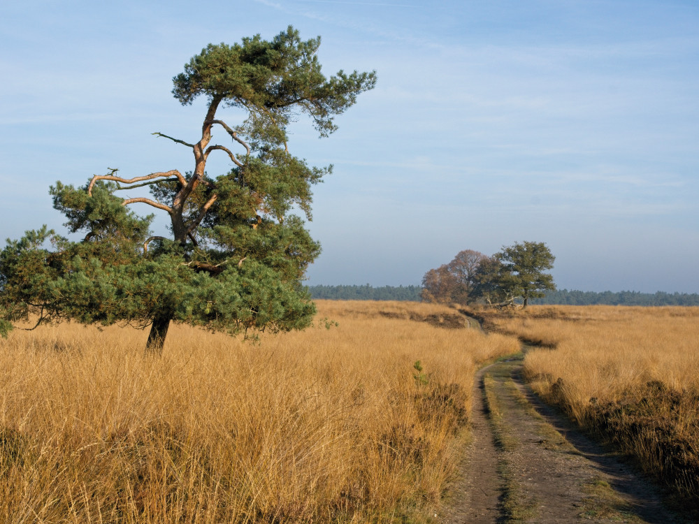 Stilte in het Deelerwoud