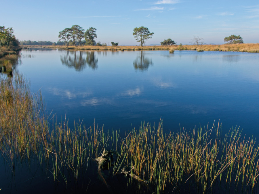 Dwingelderveld rust