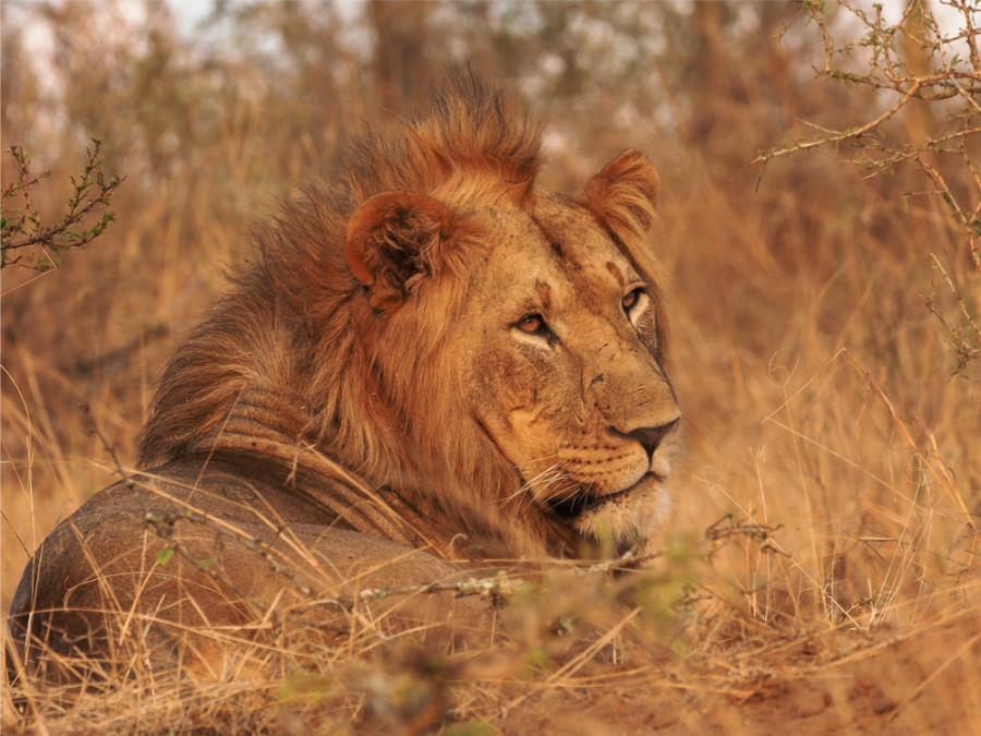 Akagera National Park