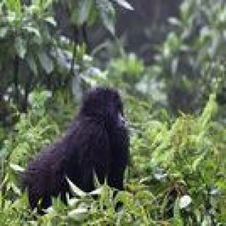 Afbeelding voor PANGEA Travel - Rwanda individueel