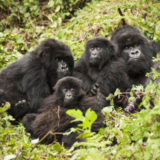 Afbeelding voor Volcanoes Nationaal Park in Rwanda