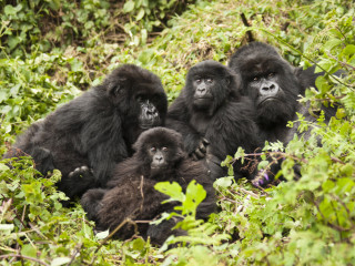 Afbeelding voor Volcanoes Nationaal Park in Rwanda