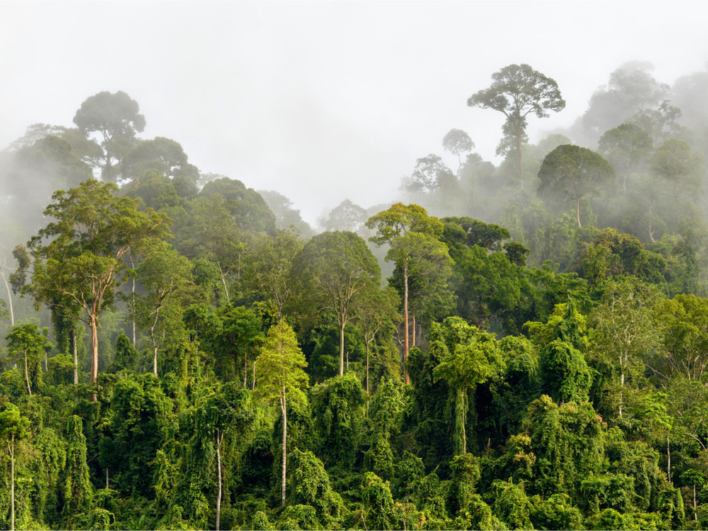 Natuur Sabah