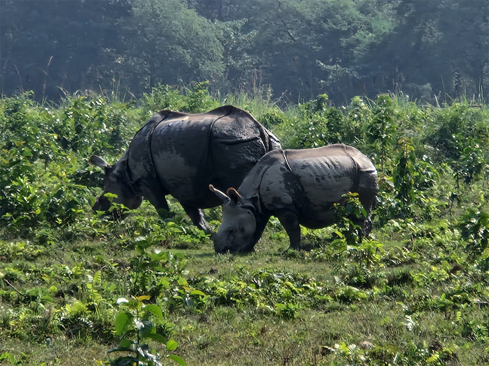 Safari in Chitwan NP