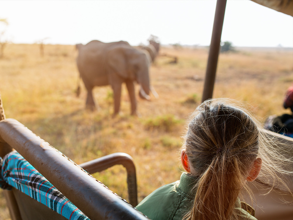 Alternatief: olifant zien tijdens safari