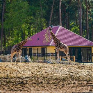 Afbeelding voor Safari Resort en Lake Resort Beekse Bergen