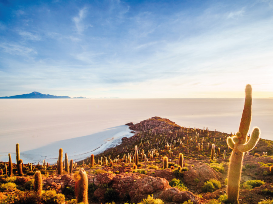 Cactus Island Bolivia Cactus Island Bolivia