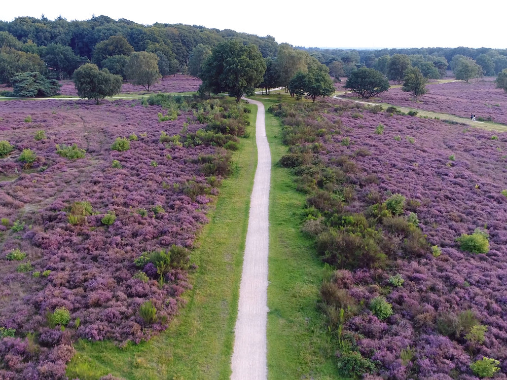 Sallandse Heuvelrug - Heide en bossen