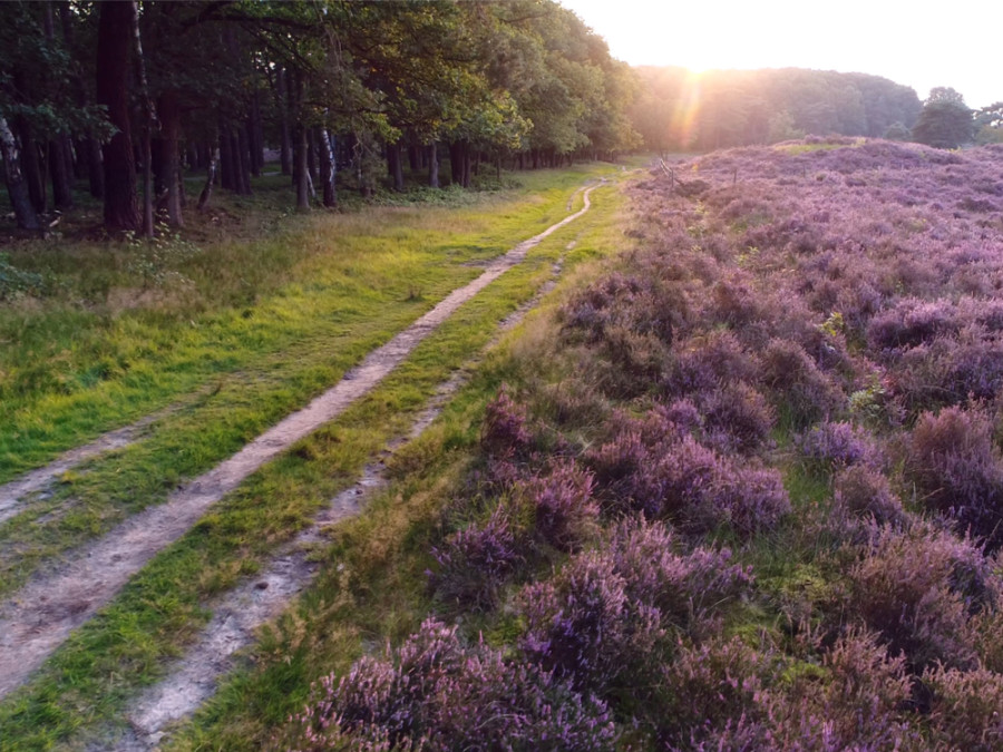 Wandelen Sallandse Heuvelrug