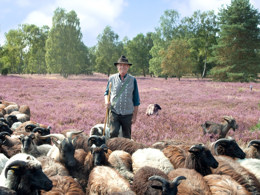 Herder met kudde op de heide