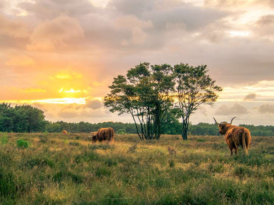 Westerheide met Schotse Hooglanders