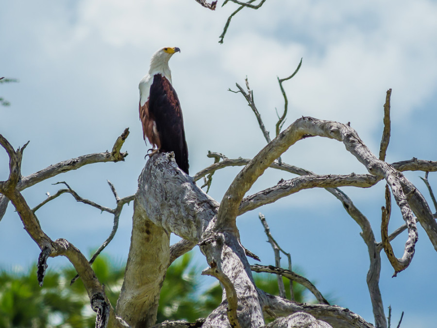 Reizen naar Selous