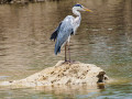 Blauwe reiger