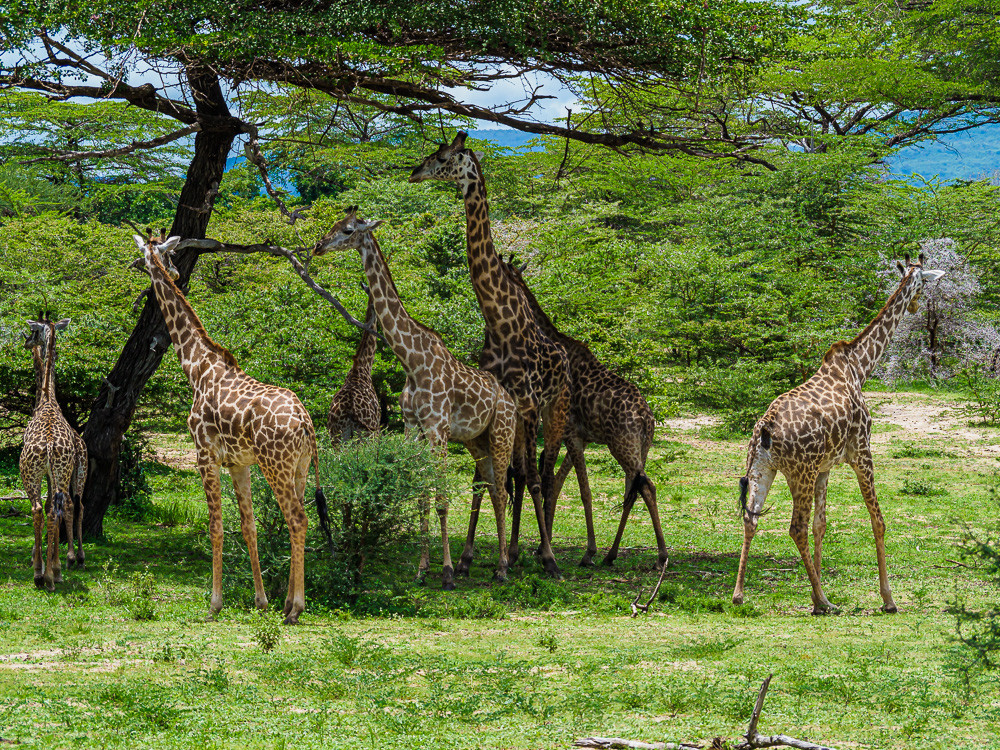 Giraffen in Selous