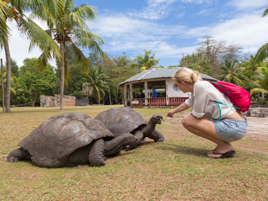 Praslin schildpadden