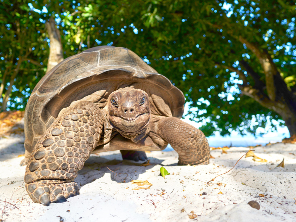 Reuzenschildpad