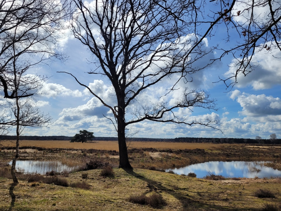 Stroese Heide