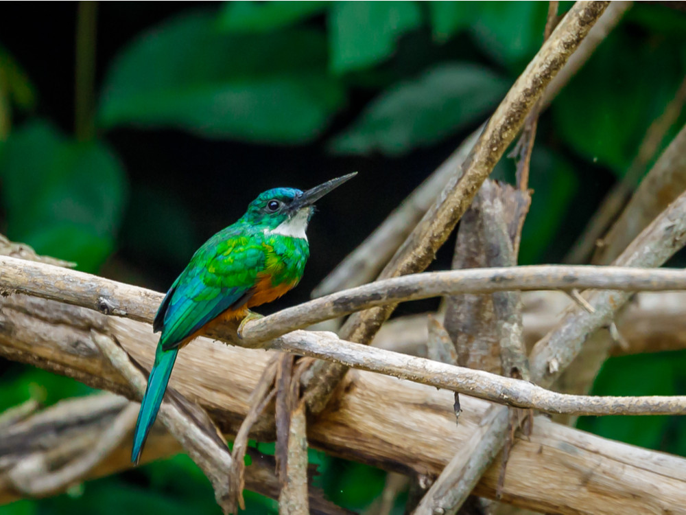 Green-tailed Jacamar