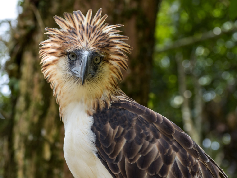 Phillipine eagle