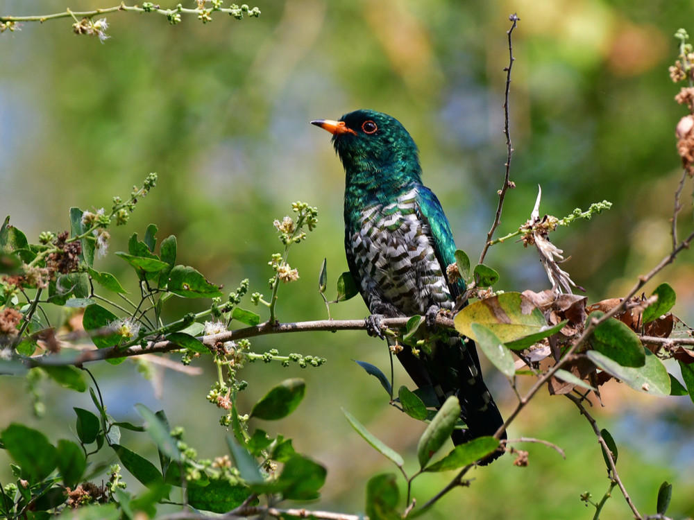 Vogels Bhutan