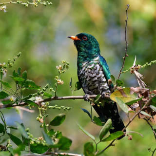 Afbeelding voor Vogels in Bhutan