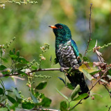 Afbeelding voor Vogels in Bhutan