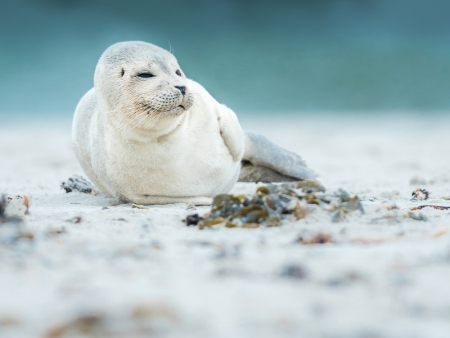 Dieren spotten Helgoland