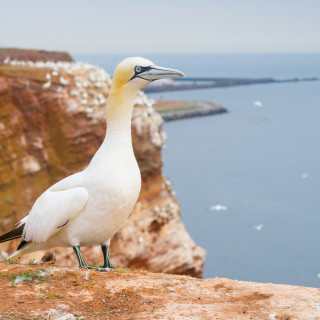 Afbeelding voor Helgoland in Duitsland