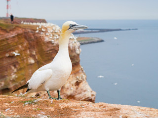 Afbeelding voor Helgoland in Duitsland