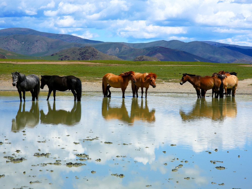 Paarden in het water