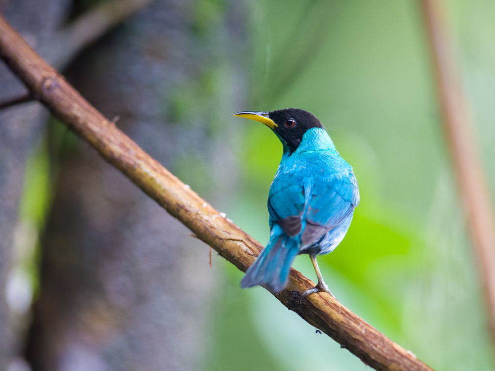 Groene suikervogel