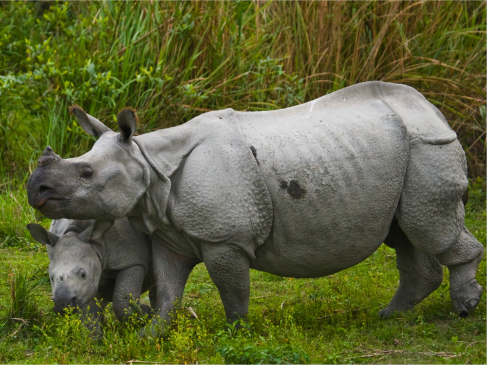 Wildlife in India