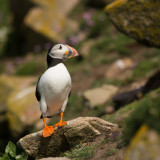 Afbeelding voor Vogels in Ierland