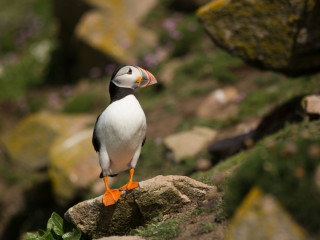 Afbeelding voor Vogels in Ierland