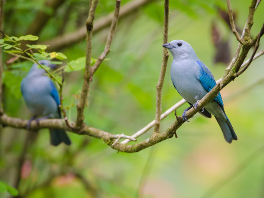 Vogels in la Selva Research Station