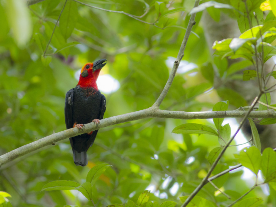 Natuur Sabah