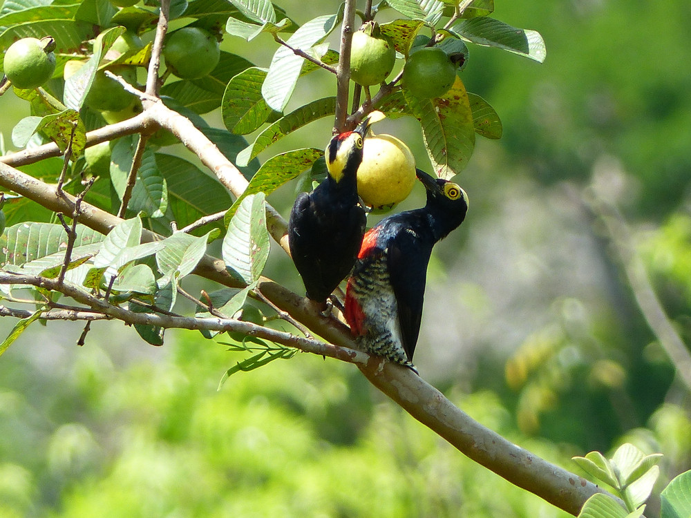 Yellow-tufted woodpecker