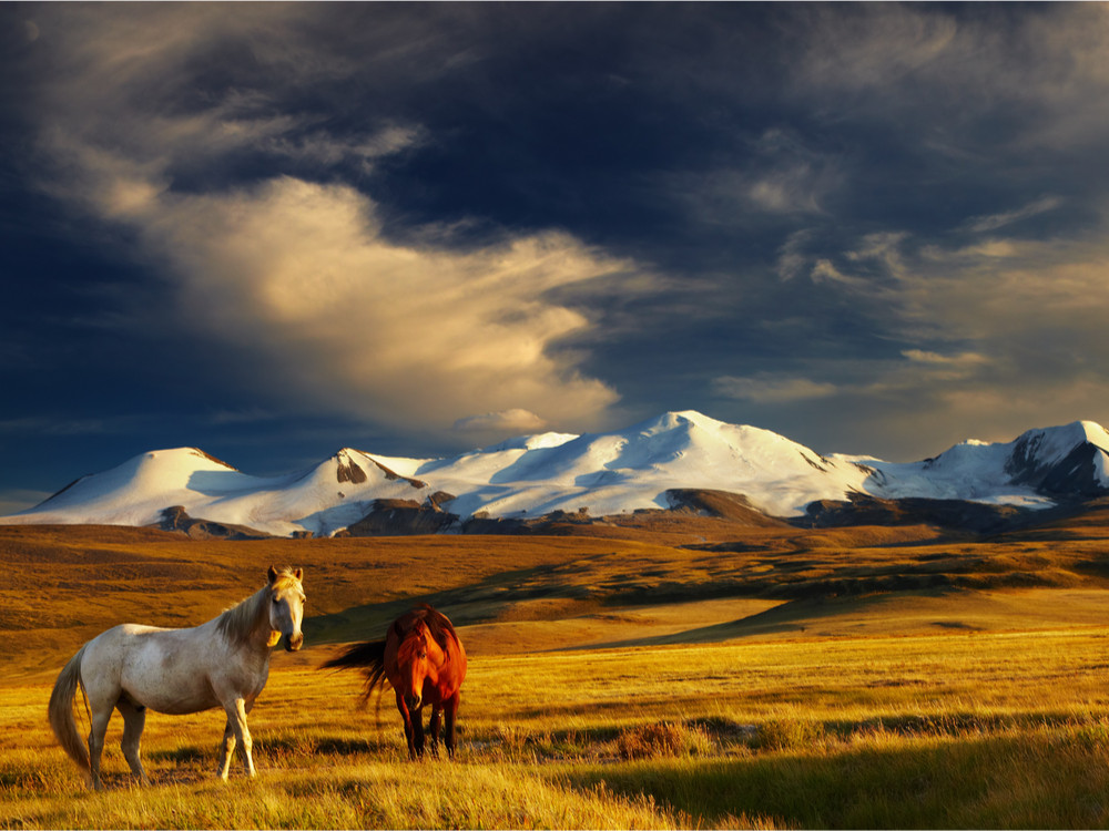 Paarden in Mongolië