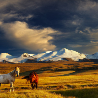 Afbeelding voor Paardrijden in Mongolie
